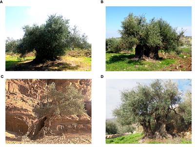 Evaluation of genetic diversity among olive trees (Olea europaea L.) from Jordan